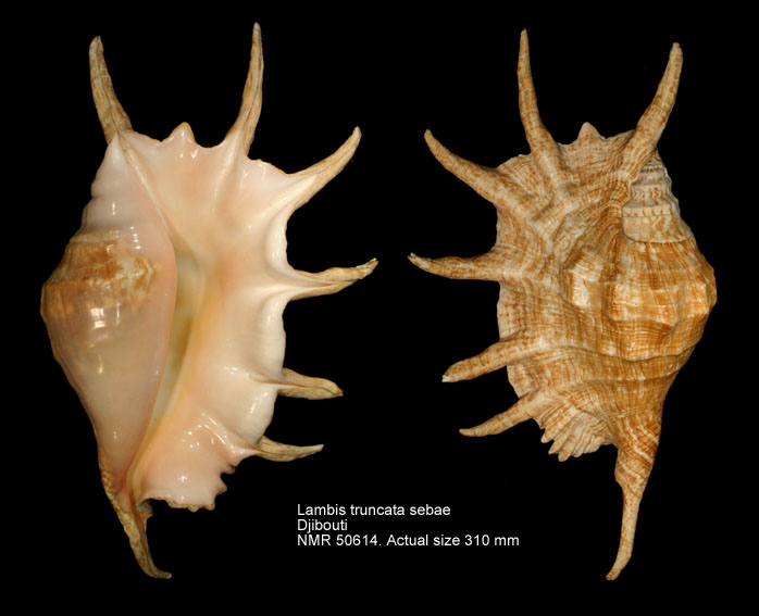 Lambis truncata sebae (7).jpg - Lambis truncata sebae (Kiener,1843)
